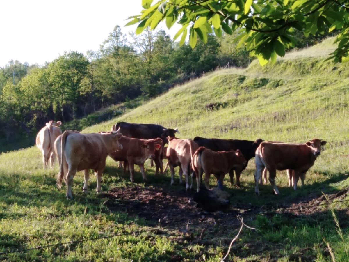 028 - Agriturismo "Il Boschetto" Con Piscina, Pace E Natura - Camera Familiare Cavizzano Exterior foto